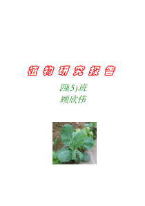 植物研究报告