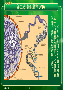 朱玉贤现代分子生物学第四版-第2章-染色体与DNA