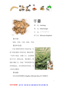 干姜-常见中草药详述