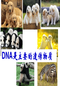 DNA是主要的遗传物质优质课件(参赛公开课用)