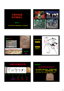 鸟类的起源和早期演化