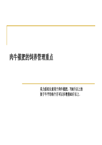 肉牛催肥的饲养管理重点