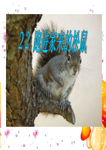 22、跑进家里的松鼠