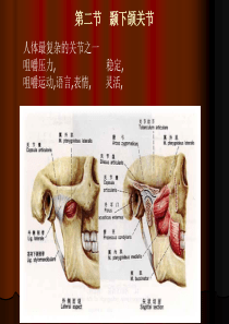 06第六讲   颞下颌关讲解剖生理特点