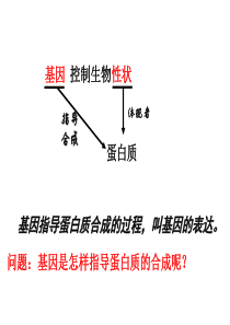 4.1基因指导蛋白质的合成