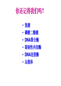 DNA重组技术的基本工具(讲课)