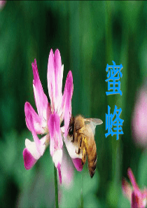 《蜜蜂》详解