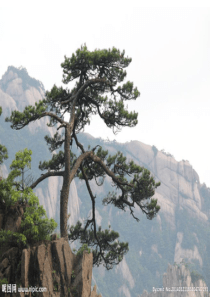 完美版题长松图课件