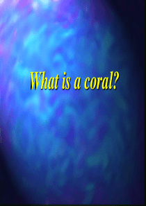 珊瑚礁What-is-a-coral课件