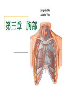 人体断层解剖-胸部-第一、二、三节