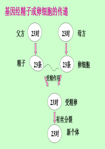 苏科版生物21章第一节生物的遗传第三课时基因控制生物的性状