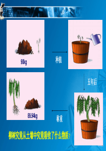 苏科版绿色植物的生长需要水和无机盐