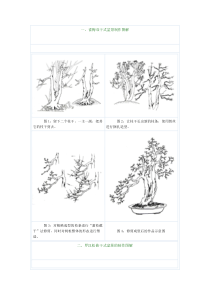 树桩盆景制作图解