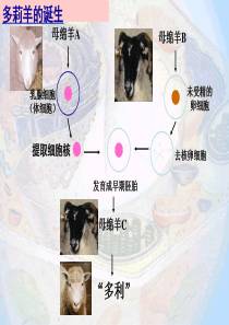 细胞核――系统的控制中心l(公开课)