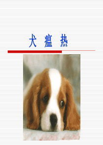 犬瘟热