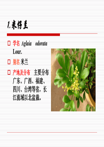 楝科Meliaceae