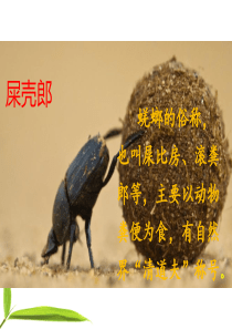 《我是一只小虫子》完整课件