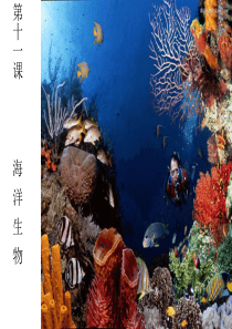 海洋生物美术课课件