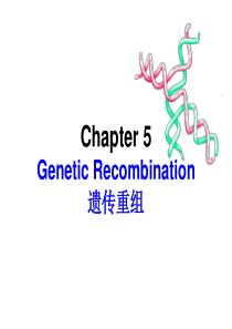 分子遗传学_遗传重组