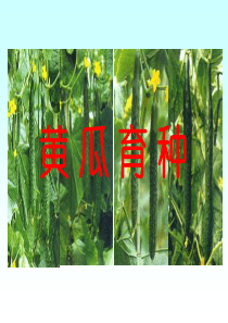 黄瓜育种(蔡)