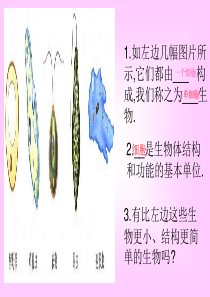 第五章_病毒.ppt