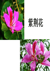 我为植物办名片.ppt