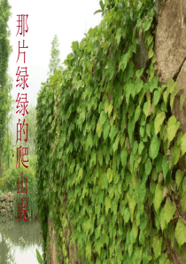 26  《那片绿绿的爬山虎》ppt课件5