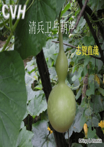 《清兵卫与葫芦》优秀课件