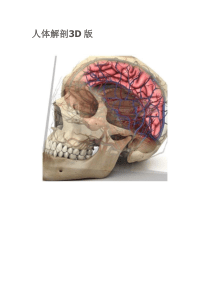 人体解剖3D图谱