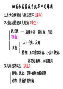 人类对细菌和真菌的利用