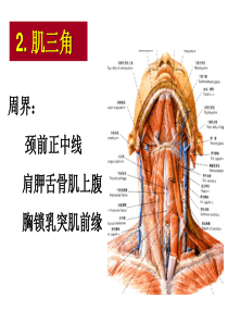 颈部解剖(2)