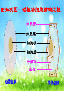 公开课：细胞的生活需要物质和能量ppt