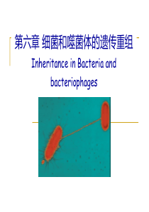 细菌和噬菌体的遗传重组