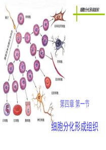 细胞分化形成组织