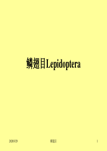 第三十三节-鳞翅目Lepidoptera