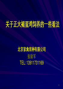 正大褐蛋鸡饲养的一些观点