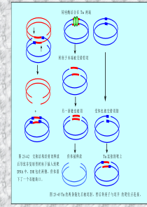 第二十三章重组和转座