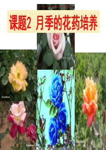 月季花药培养(公开课)