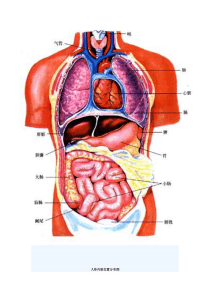 人体器官分布图
