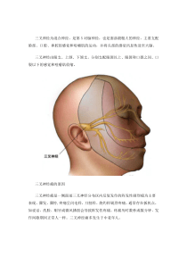 (图解)微血管减压手术治疗三叉神经痛的过程