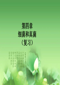 细菌和真菌复习课