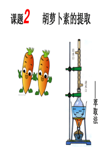 生物选修1：6.2胡萝卜素的提取