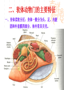 04软体动物的观察和解剖