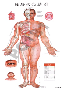 12经络穴位挂图