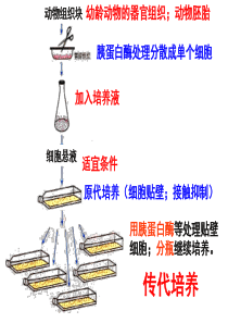 细胞融合单克隆抗体