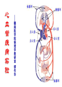 心血管疾病实验