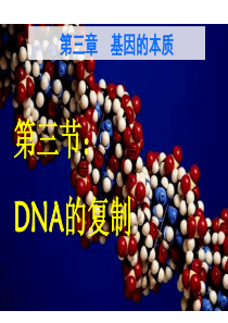 DNA复制PPT