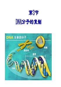 DNA的复制和基因的表达