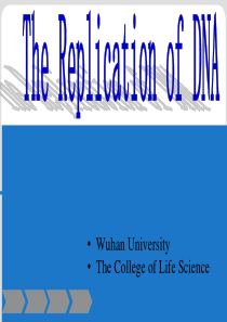 DNA复制(DNA-Replication)英文版