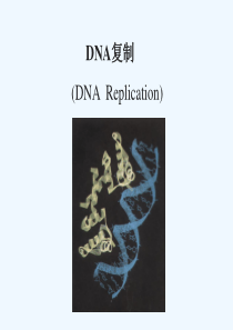 22-DNA--Replication